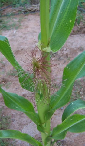 [corn Monday 8.24.09 004[5].jpg]