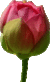 flower-buds-red-opaque-background-0050-10046