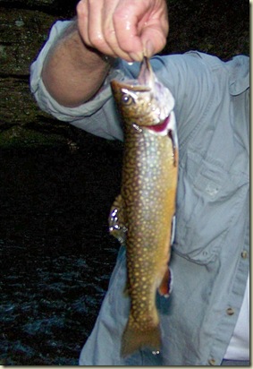 First Brook Trout