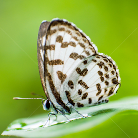 by Himanshu Maya - Animals Insects & Spiders