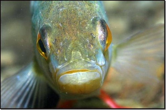 caras de pez casi humana migallinero (112)