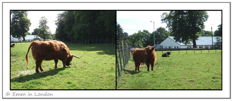 Highland Cattle - Crieff Visitors Centre
