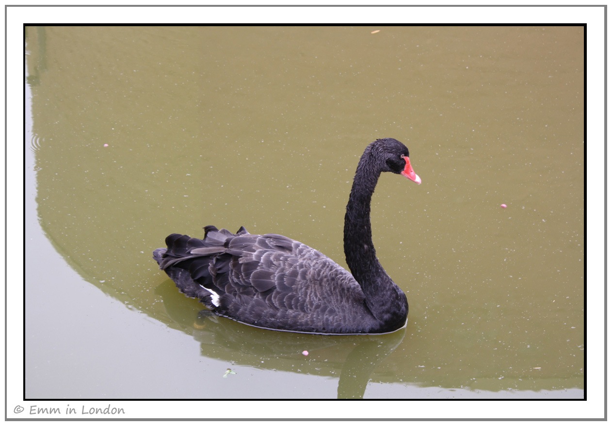 [Black-Swan-at-Emerald-Resort-Animal-[2].jpg]