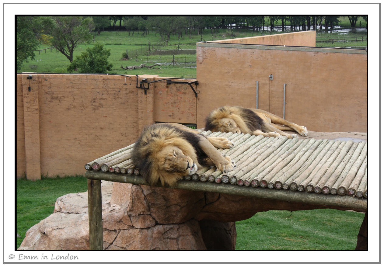 [Lions-at-Emerald-Resort-Animal-World[1].jpg]