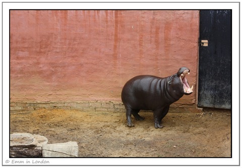 Pygmy Hippopotamus at Emerald Resort Animal World