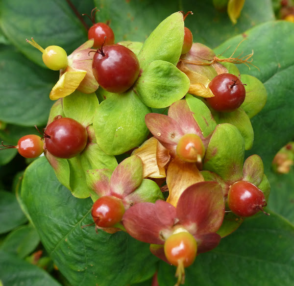 Tutsan | Project Noah