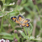 Phaon Cresent Butterfly