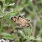 Phaon Cresent Butterfly