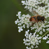 European Hoverfly