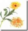 Ervas do Candomble - Iansa - Maravilha bonina