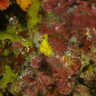 Tube Coral Wentletrap Snail