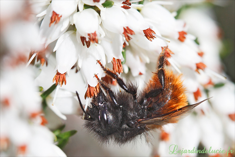 Osmia cornuta butinant la bruyère