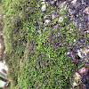 White-tipped moss