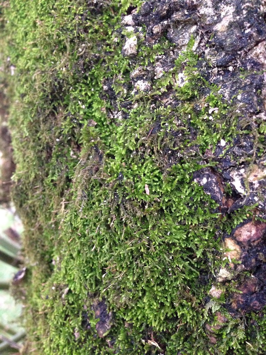 White-tipped moss