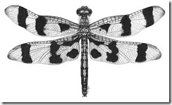 pender island amy dragonfly