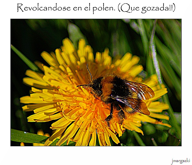 revolcandose_en_el_polen