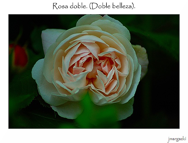 rosa_doble