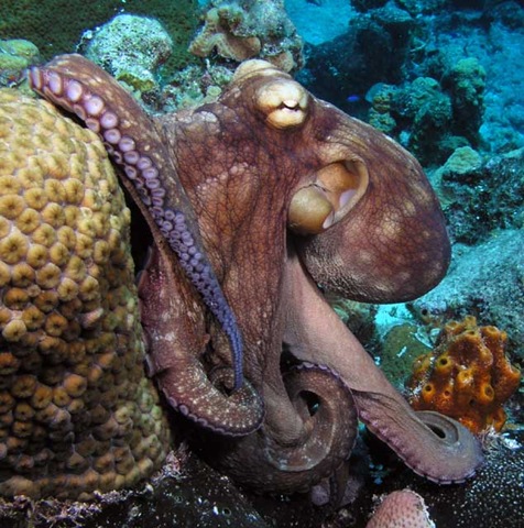 [octopus[2].jpg]