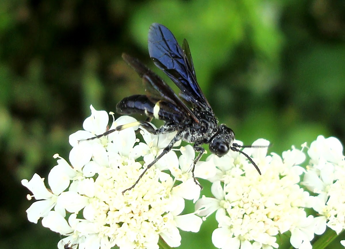 Cuckoo Bee ?