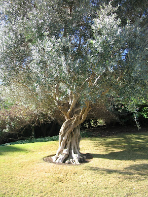 olive trees