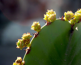 DSCF0345.JPG