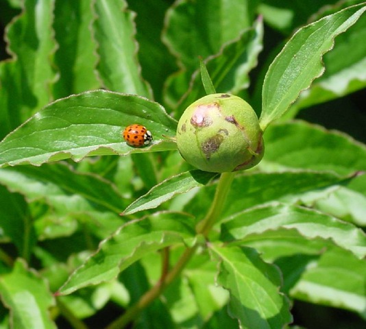 [ladybug3[3].jpg]