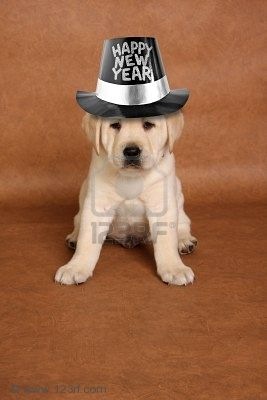 [8289854-happy-new-s-year-puppy-with-a-funny-expression[3].jpg]