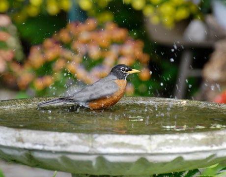 [robin-birdbath-lg[6].jpg]