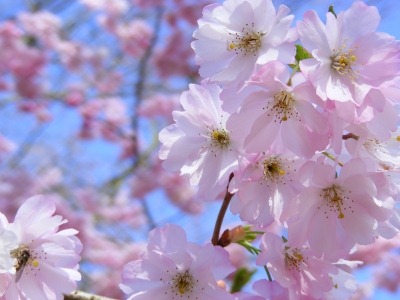 [Spring_Blossom[2].jpg]