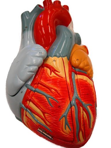 heart diagram labeled. Heartlabeled-heart-diagram