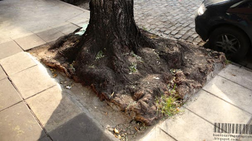 Ordinary Street Tree in Buenos Aires is Striving for Freedom and Space, Argentina