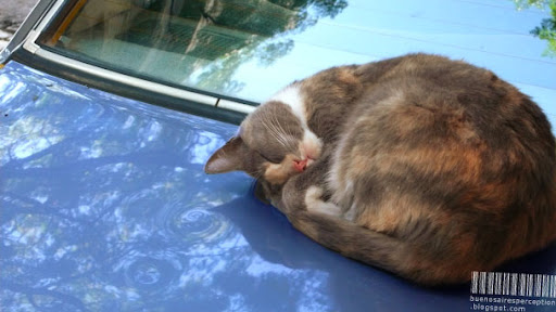 Sleeping Lolcat on a Car Trunk in Buenos Aires, Argentina