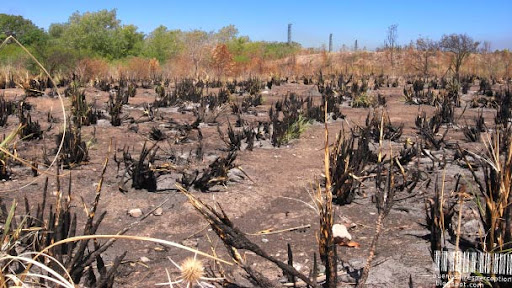 After a Bushfire in the Costanera Sur Ecological Reserve in Buenos Aires, Argentina