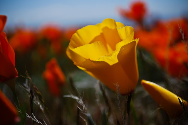 Antelope Valley California Poppy Reserveh - цветочный заповедник в Долине Антилоп 