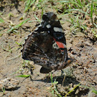 Red Admiral Butterfly (puddling)