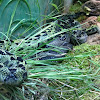 Chinese Mountain Pit Viper