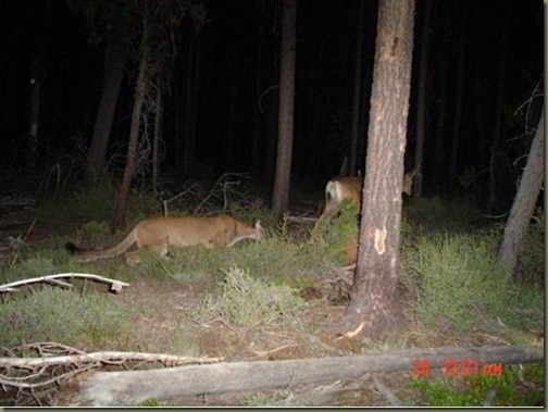 cougar_stalking_deer