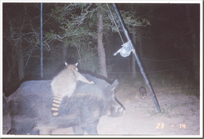 game-cam-coon