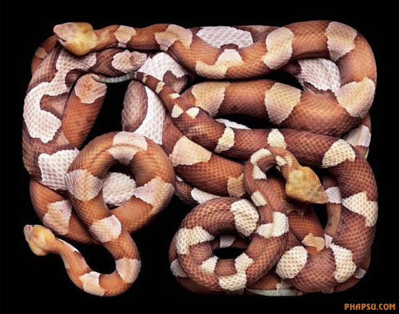 snake_art_14.jpg