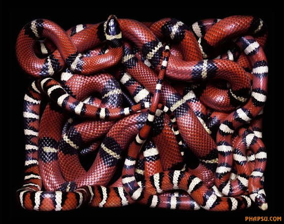 snake_art_02.jpg