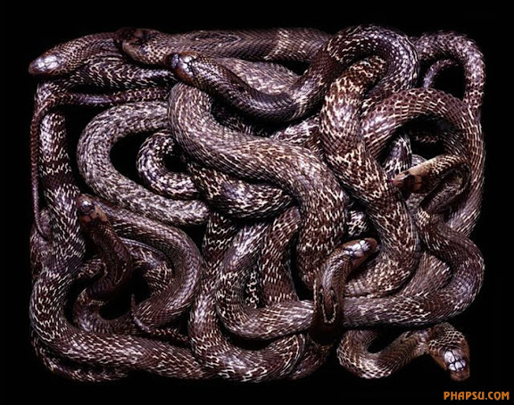 snake_art_04.jpg