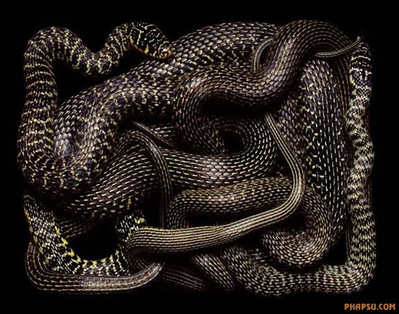 snake_art_08.jpg