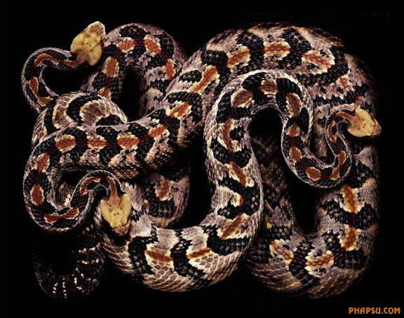 snake_art_11.jpg