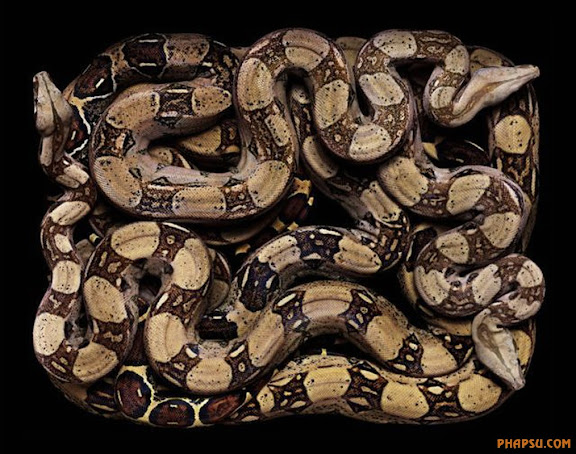 snake_art_13.jpg