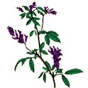 Natural Remedies logo