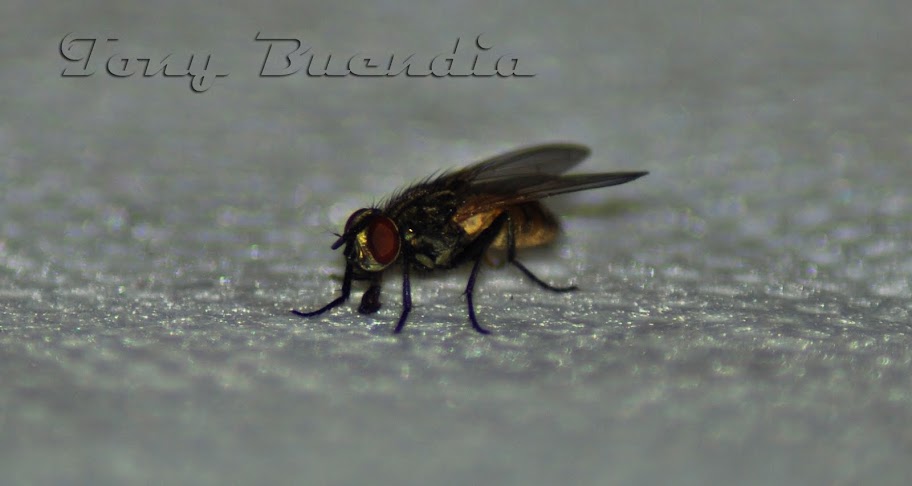 mosca.jpg