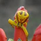 Flower Crab Spider (female)
