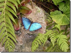 butterfly (2)