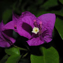 Purple Bougainvillea