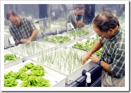 Hydroponic Onions, Lettuces and Radishes being grown by NASA Scientists